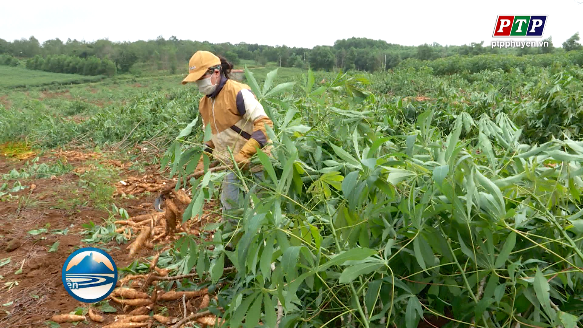 Lai tạo những giống sắn mới kháng bệnh, phù hợp thổ nhưỡng Phú Yên