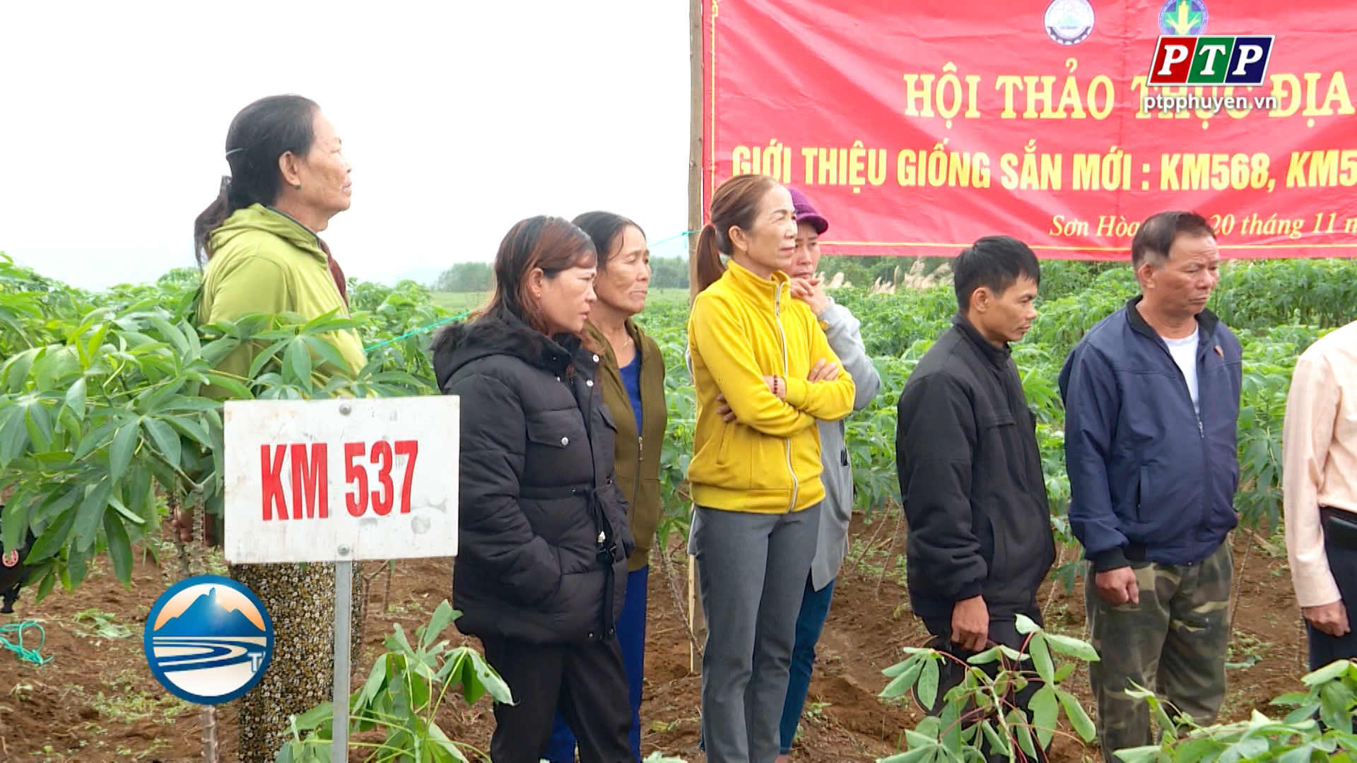 Lai tạo những giống sắn mới kháng bệnh, phù hợp thổ nhưỡng Phú Yên