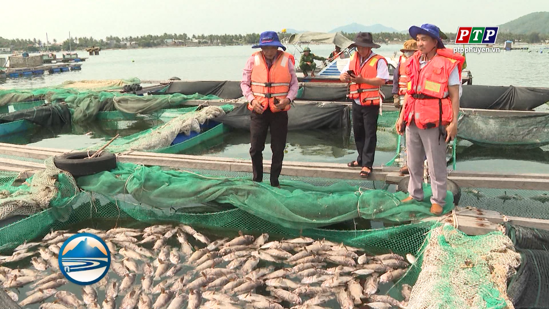 Trắng tay vì thủy sản chết hàng loạt