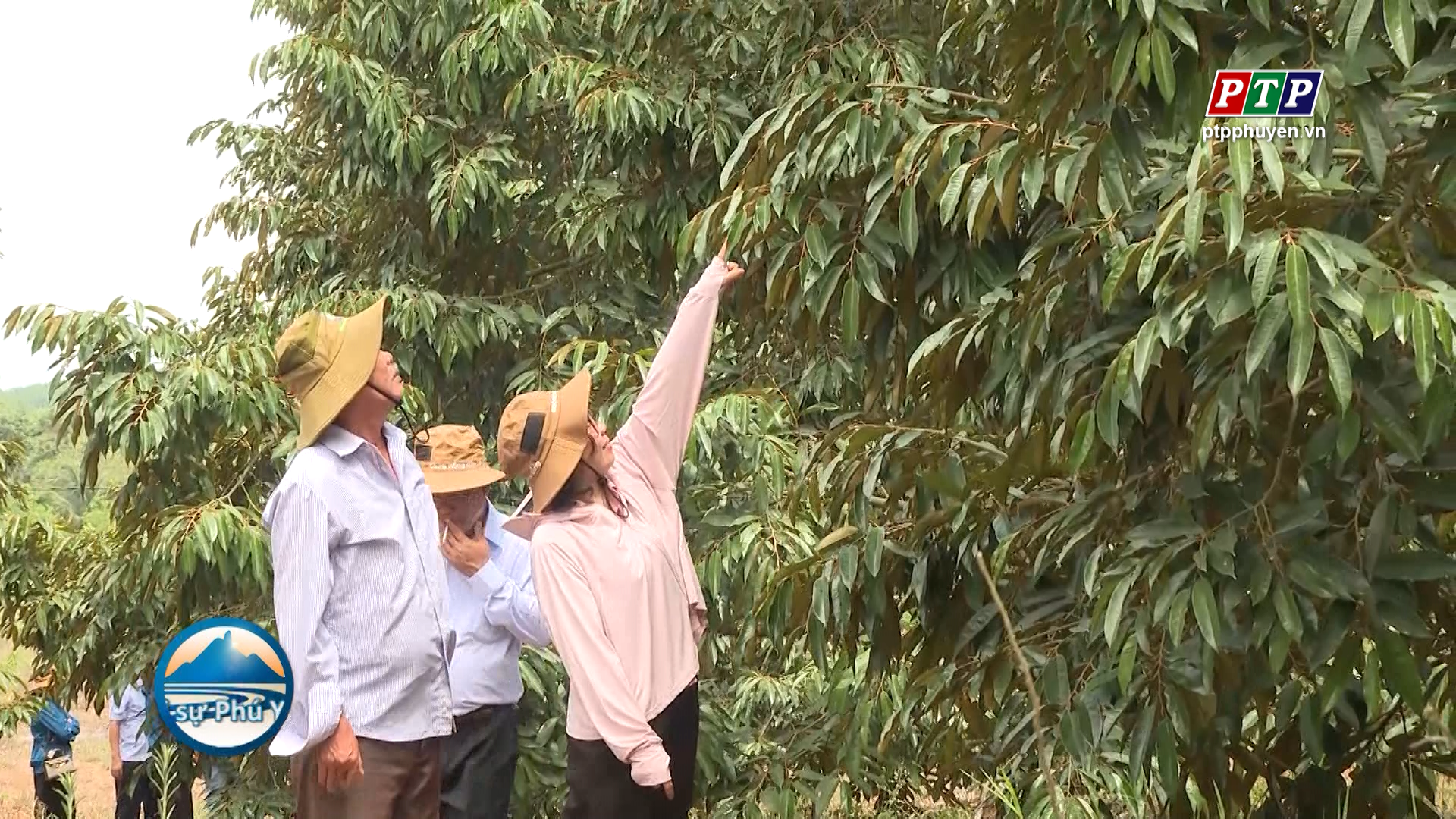 Hợp tác phát triển cây sầu riêng
